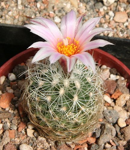 Turbinicarpus knuthianus